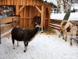 Wr. Neustäderstrasse - Bernds Platzl - lebendige Krippe mit Esel, Schaf und Kuh
