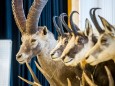 Trophäenschau Mariazell 2016 im Volksheim Gußwerk